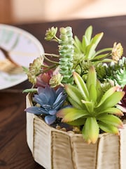 Green Artificial Succulent Garden In A Ceramic Bowl - Image 2 of 4