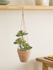 Green Artificial Succulents In A Hanging Woven Planter - Image 1 of 4