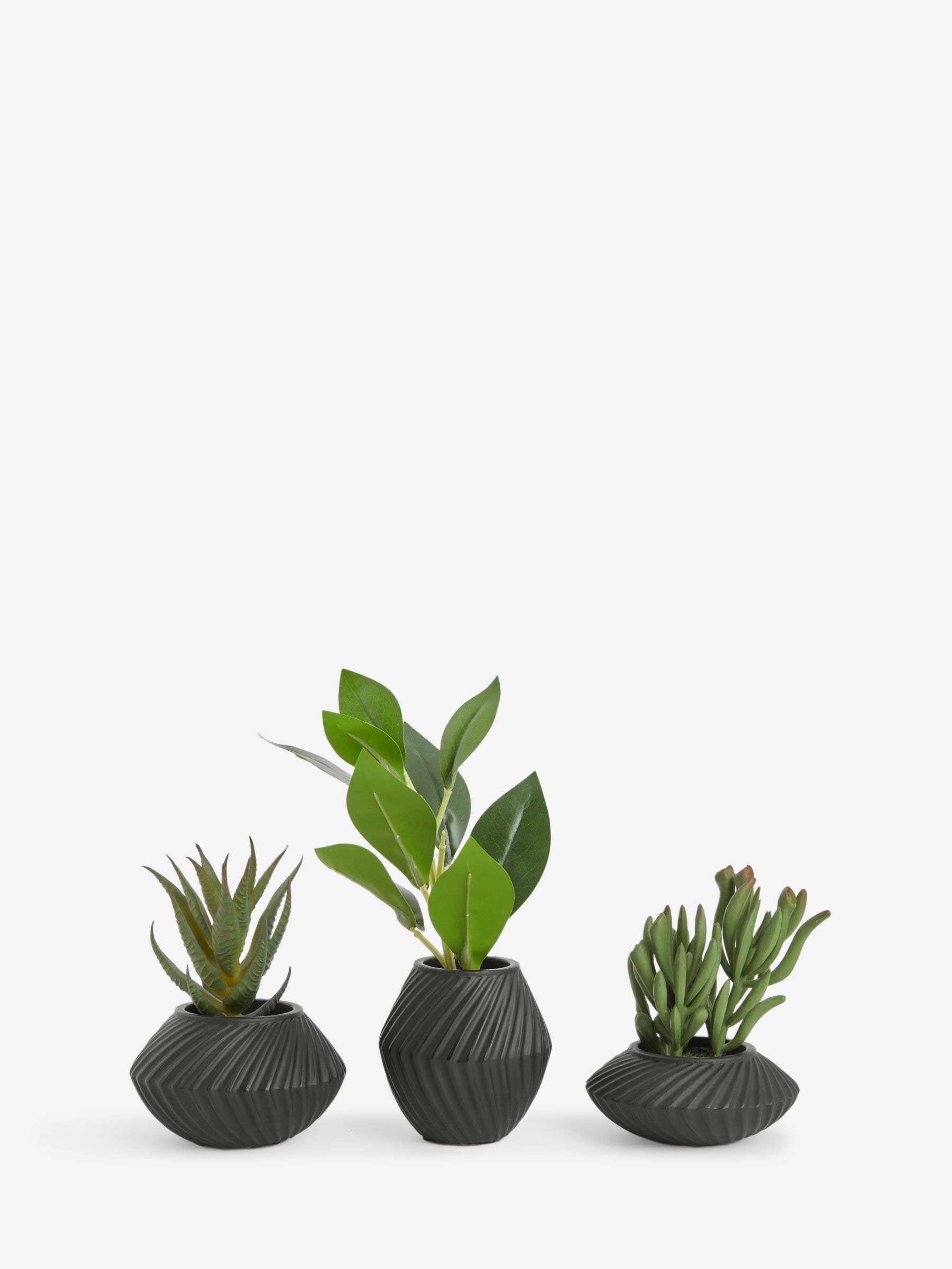 Buy Set of 3 Green Artificial Succulents In Black Bronx Pots from