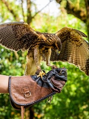 AS Falconry Taster Gift Experience - Image 1 of 3