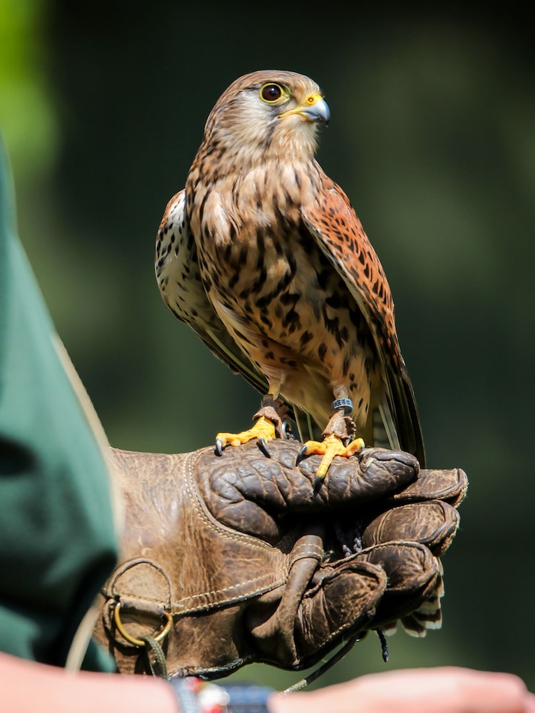 AS Falconry Taster Gift Experience - Image 2 of 3