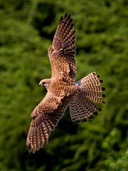 AS Falconry Taster Gift Experience - Image 3 of 3