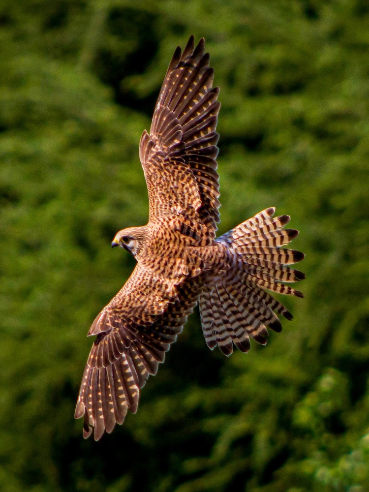 AS Falconry Taster Gift Experience - Image 3 of 3