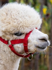 AS Family Meet Greet With The Alpacas Gift Experience - Image 2 of 3