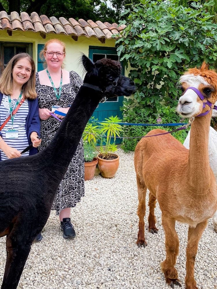 AS Family Meet Greet With The Alpacas Gift Experience - Image 3 of 3