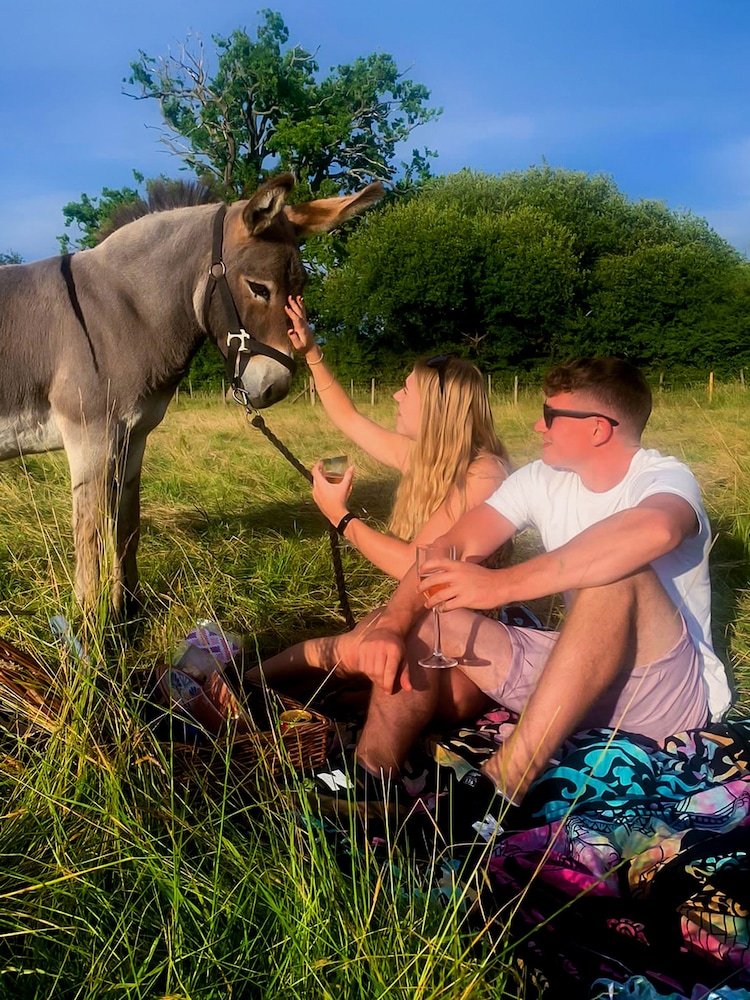 AS Donkey Picnic For Four at Dashing Donkeys Gift Experience - Image 2 of 3