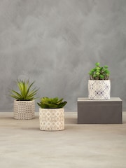 Interiors by Premier Green Set of 3 Fiori Succulents in Henna Ceramic Pots - Image 1 of 6