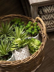 Interiors by Premier Green Set of 3 Fiori Succulents in Henna Ceramic Pots - Image 2 of 6