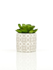 Interiors by Premier Green Set of 3 Fiori Succulents in Henna Ceramic Pots - Image 5 of 6