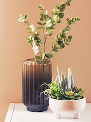 Interiors by Premier White Fiori Mixed Succulents In Large Ceramic Pots - Image 3 of 6