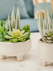 Interiors by Premier White Fiori Mixed Succulents In Large Ceramic Pots - Image 4 of 6