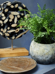 Interiors by Premier Black and Natural Seraya Small Ornaments Succulent - Image 3 of 6