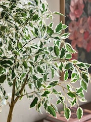 Green Artificial Benjamina Tree With Variagated Leaves - Image 2 of 4