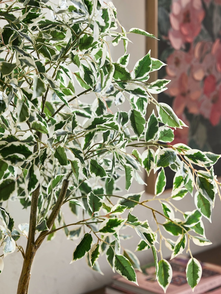 Green Artificial Benjamina Tree With Variagated Leaves - Image 2 of 4