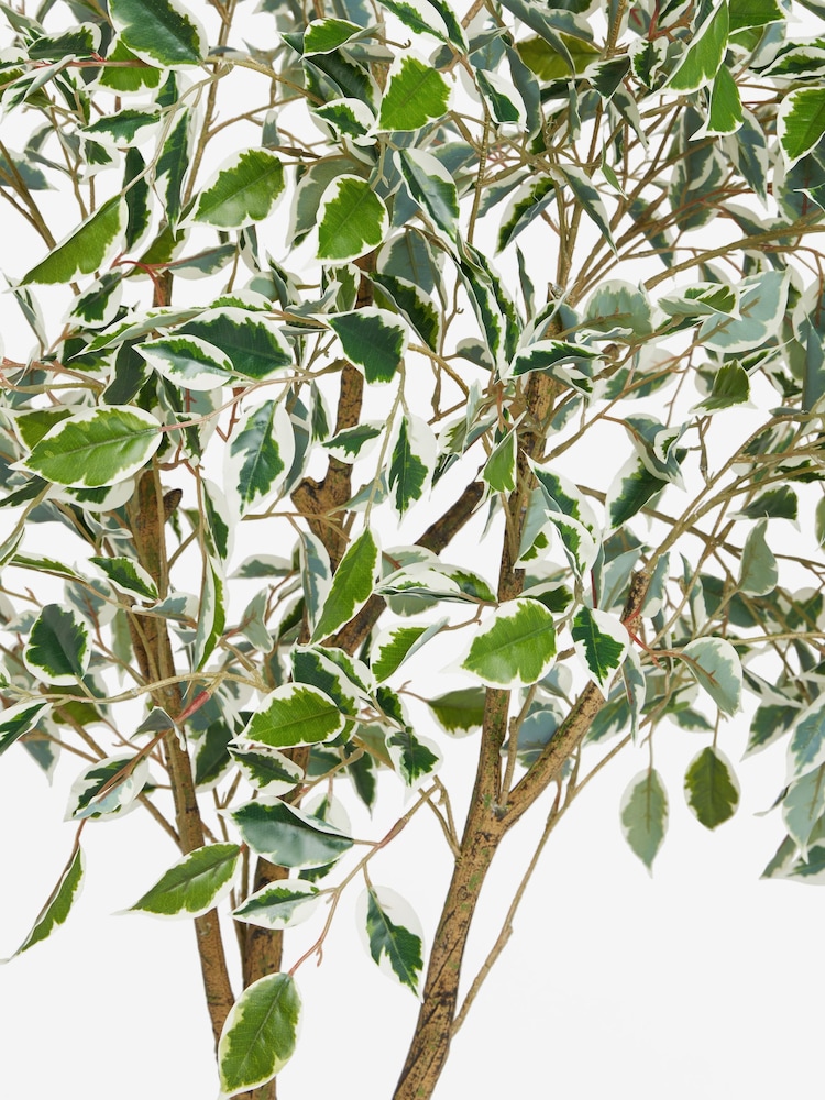 Green Artificial Benjamina Tree With Variagated Leaves - Image 4 of 4