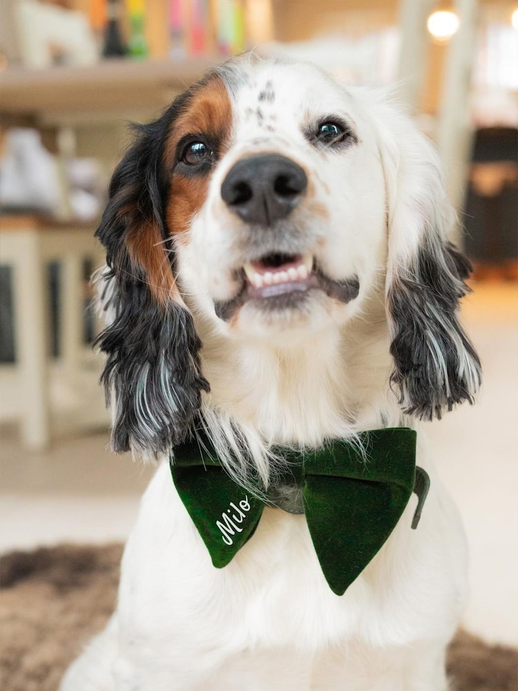 Green Personalised Dog Bow Tie by Jonnys Sister - Image 1 of 4