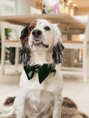 Green Personalised Dog Bow Tie by Jonnys Sister - Image 2 of 4