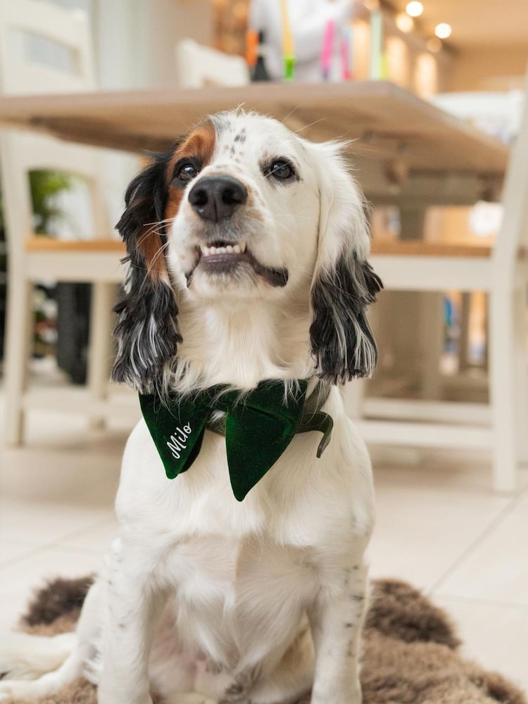 Green Personalised Dog Bow Tie by Jonnys Sister - Image 2 of 4