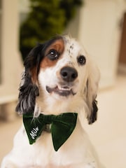Green Personalised Dog Bow Tie by Jonnys Sister - Image 3 of 4
