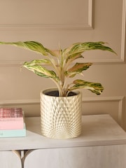 Gold Hex Planter - Image 1 of 4