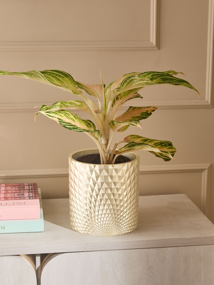 Gold Hex Planter - Image 1 of 4