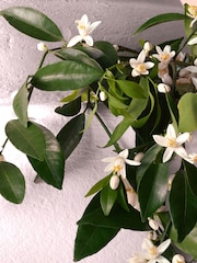 Dolce&Gabbana Intense Devotion Eau de Parfum - Image 5 of 8