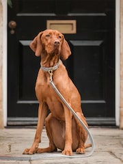 Lords and Labradors Grey Leather Dog Lead - Image 4 of 6