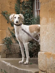 Lords and Labradors Brown Cream Italian Leather Dog Lead - Image 1 of 3