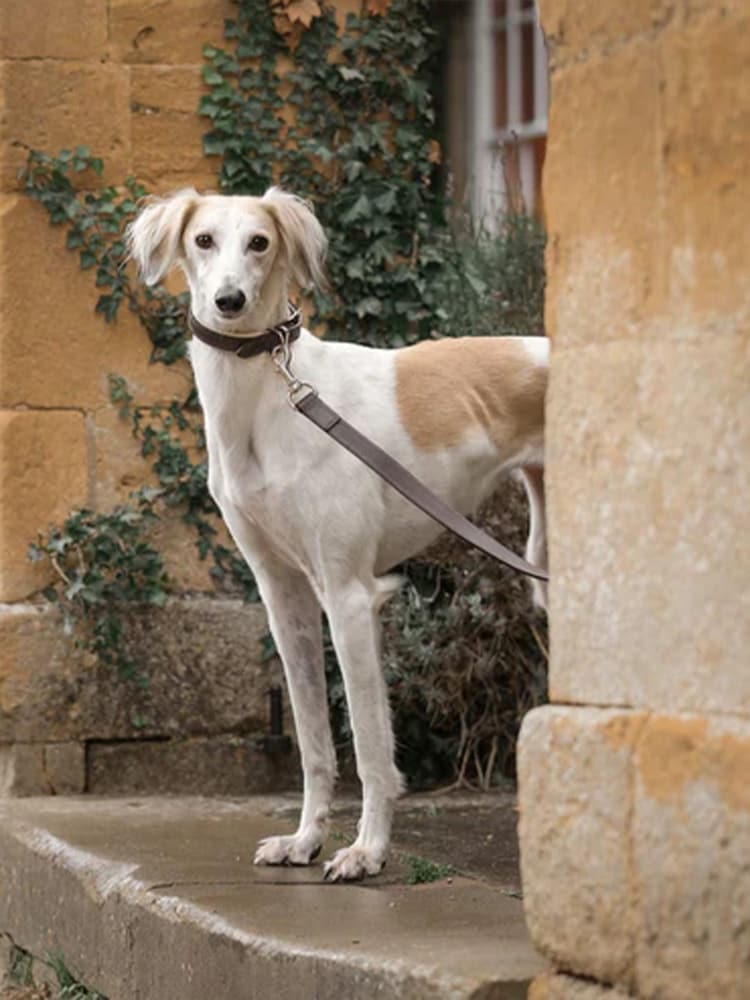 Lords and Labradors Brown Cream Italian Leather Dog Lead - Image 1 of 3