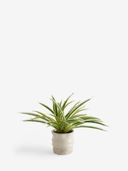 Green Artificial Spider Plant In Ceramic Pot - Image 1 of 2