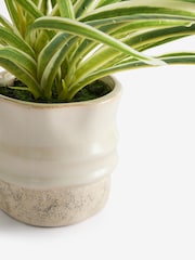 Green Artificial Spider Plant In Ceramic Pot - Image 2 of 2