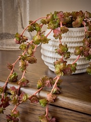 Purple Artificial Trailing Succulent in Ceramic Pot - Image 2 of 4