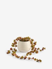Purple Artificial Trailing Succulent in Ceramic Pot - Image 3 of 4