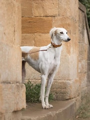 Lords and Labradors Tan Leather Dog Lead - Image 3 of 6