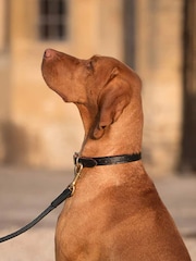 Lords and Labradors Black Leather Dog Collar - Image 8 of 10