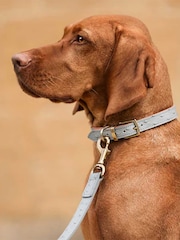 Lords and Labradors Hundehalsband aus Leder - Bild 1 von 6