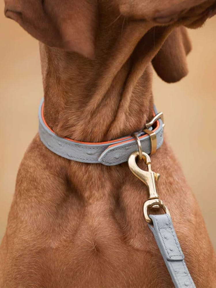 Lords and Labradors Hundehalsband aus Leder - Bild 2 von 6