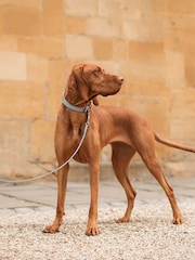 Lords and Labradors Hundehalsband aus Leder - Bild 4 von 6
