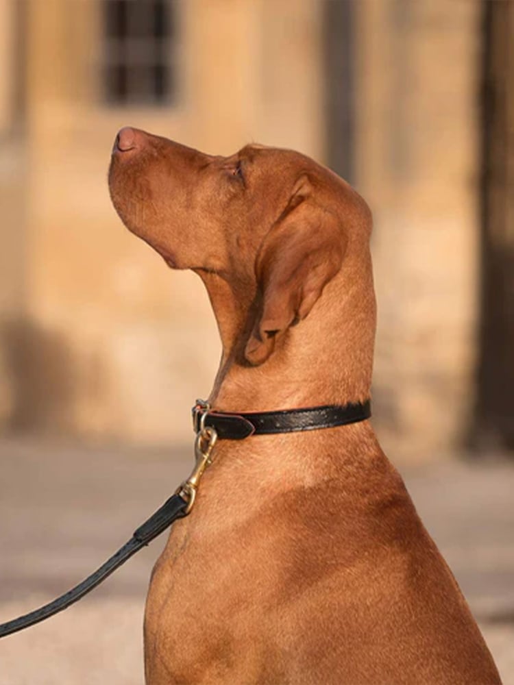 Lords and Labradors Black Leather Dog Lead - Image 2 of 4 Lords and Labradors Black Leather Dog Lead - Image 2 of 4