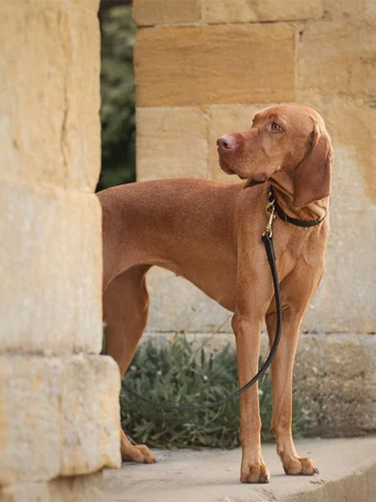 Lords and Labradors Black Leather Dog Lead - Image 6 of 6 Lords and Labradors Black Leather Dog Lead - Image 6 of 6