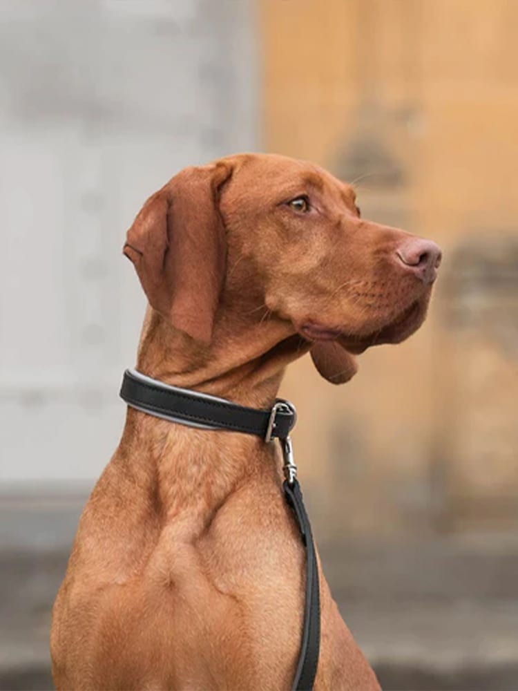 Lords And Labradors Hundehalsband aus italienischem Leder - Bild 2 von 6