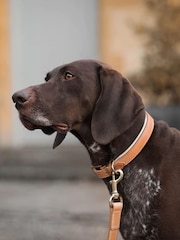 Lords and Labradors Tan Cream Italian Leather Collar Dog Collar - Image 2 of 6