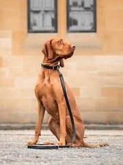 Lords and Labradors Black Grey Italian Leather Dog Lead - Image 1 of 5