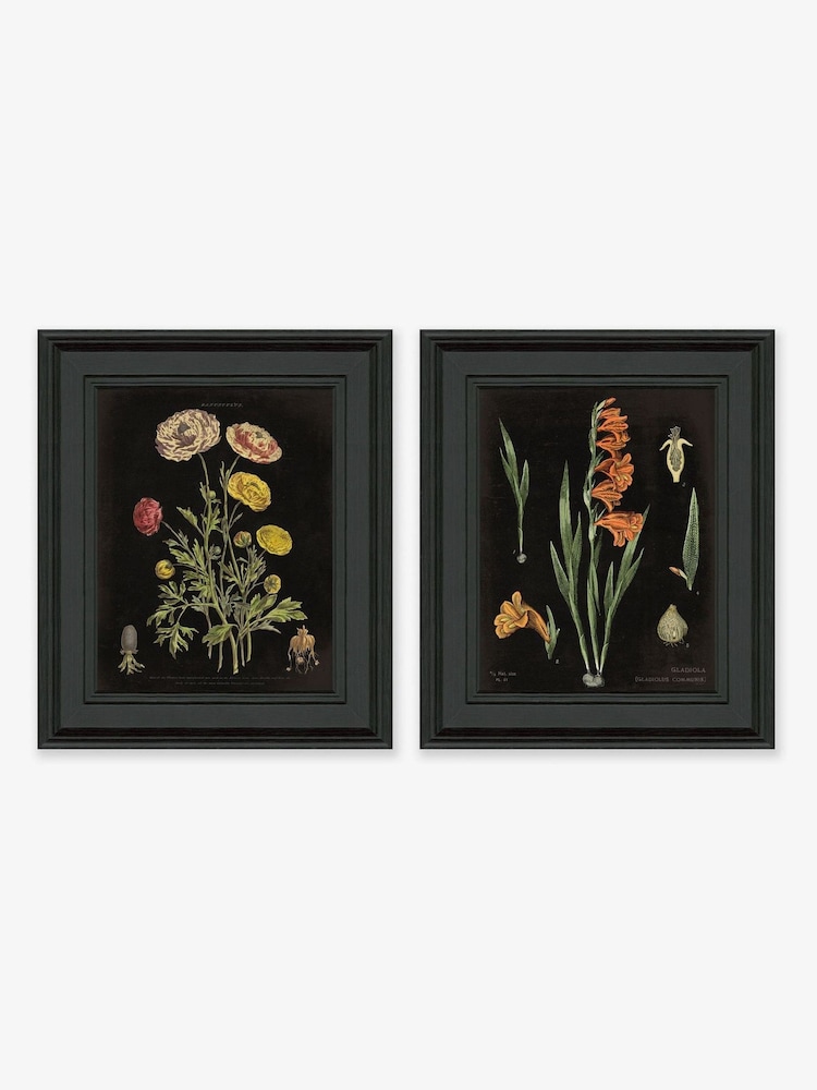 Artko Black Floral Chart HF Set of 2 by Sue Schlabach Framed Art - Image 2 of 3