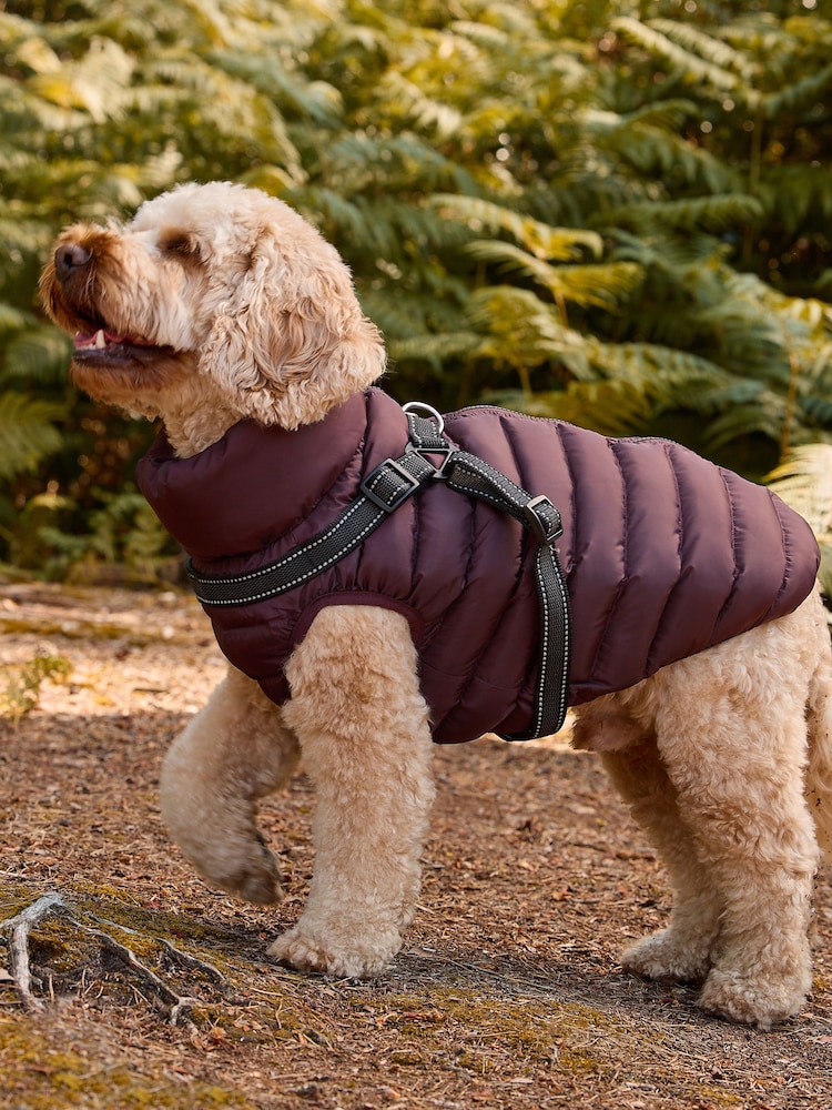Buy Burgundy Red Harness Dog Coat from Next USA