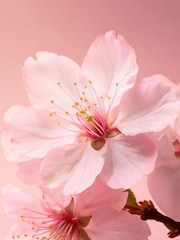 Rituals The Ritual of Sakura Shimmering Body Spray 150ml - Image 2 of 5