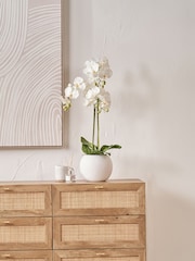 Pacific Lifestyle Green Tall White Orchid in Medium Pot - Image 1 of 5