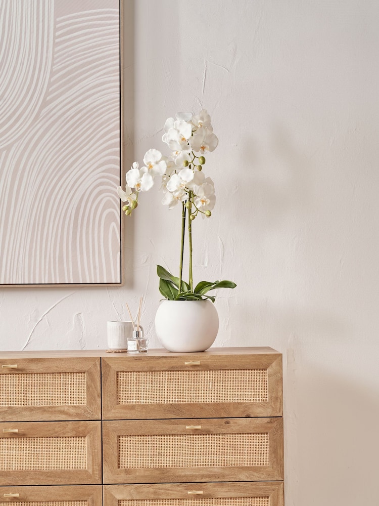 Pacific Lifestyle Green Tall White Orchid in Medium Pot - Image 1 of 5