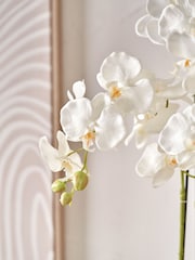 Pacific Lifestyle Green Tall White Orchid in Medium Pot - Image 2 of 5