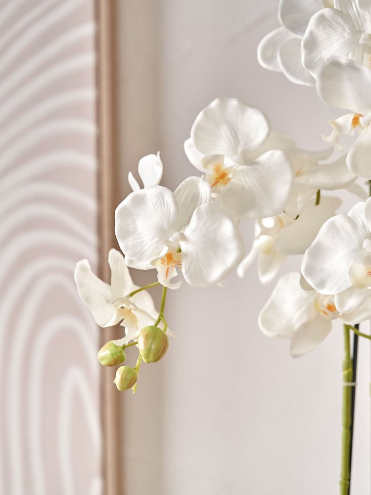 Pacific Lifestyle Green Tall White Orchid in Medium Pot - Image 2 of 5